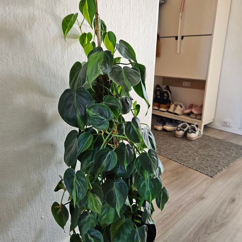 Philodendron Brasil