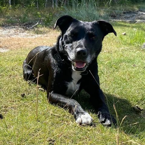 Fant som er en Staffordshire Bullterrier/ Border Collie blanding søker nytt hjem