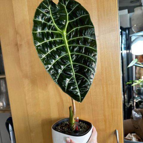 Alocasia Watsoniana Glossy morplante og knoll selges