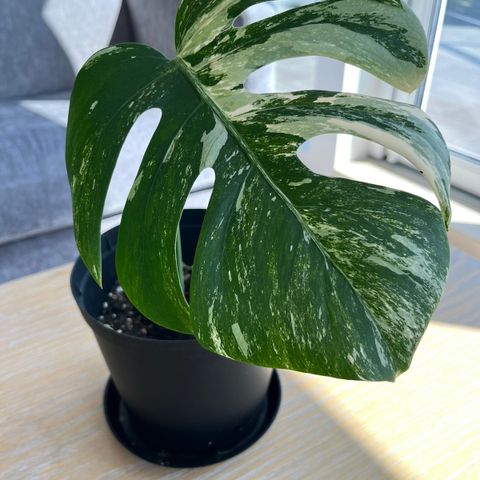 Monstera Variegata plante