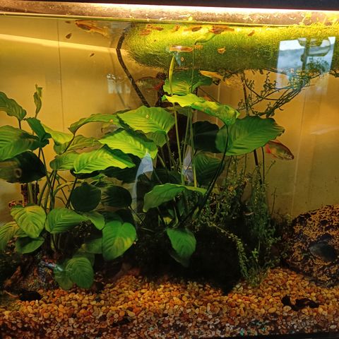 Akvarium med fisk, planter og pumpe