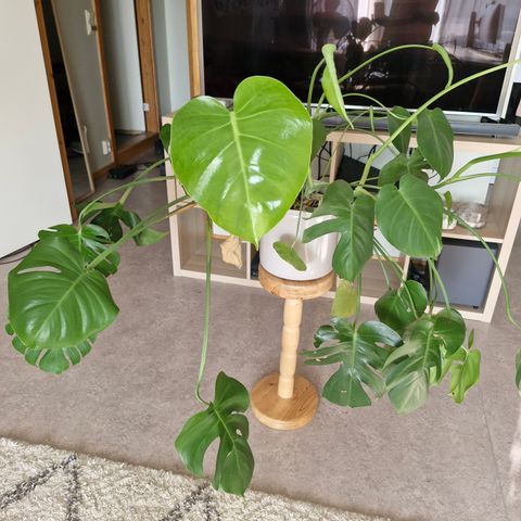 Sunn & sterk PLANTE (Monstera?) selges!