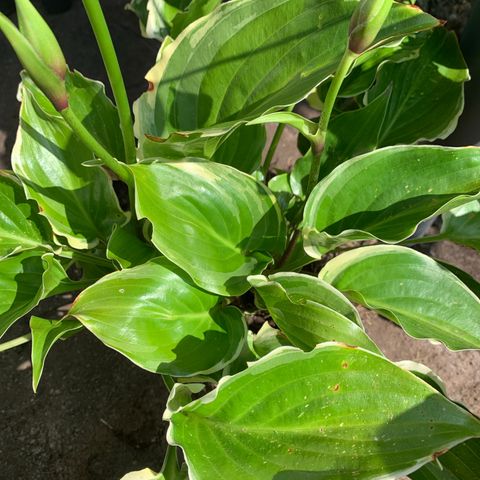 Hosta sugar and spice