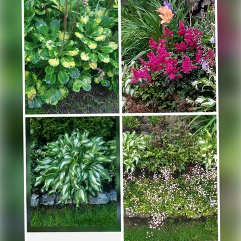 Stauder. Variegata Saxifraga. Hosta. Astilbe. Planter.