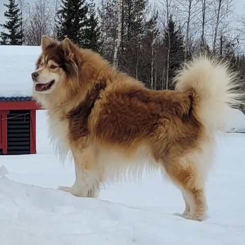 Finsk lapphund valper selges