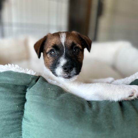 Jack russell terrier valp