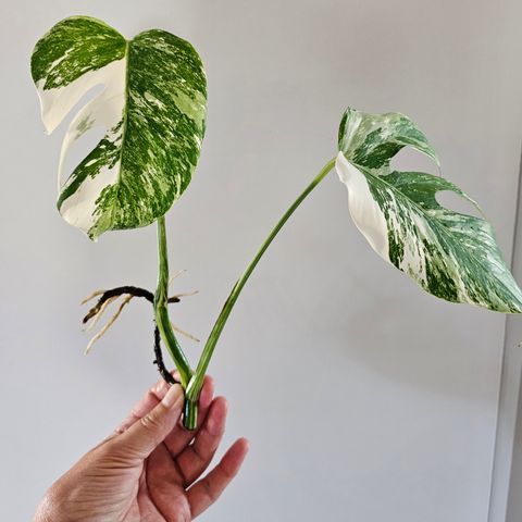 Monstera variegata