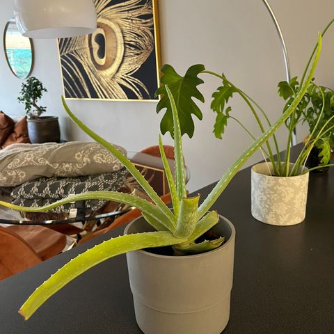 Aloe vera plante med potte
