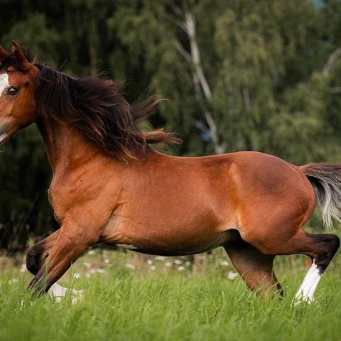 Welsh Cob sec.D