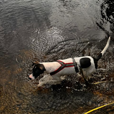 Omplassering av blandingshund 2 år