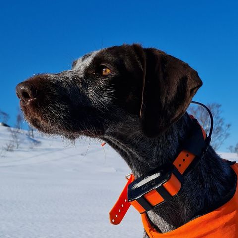 Strihåret vorsteh fra Kennel Eldrivatnet