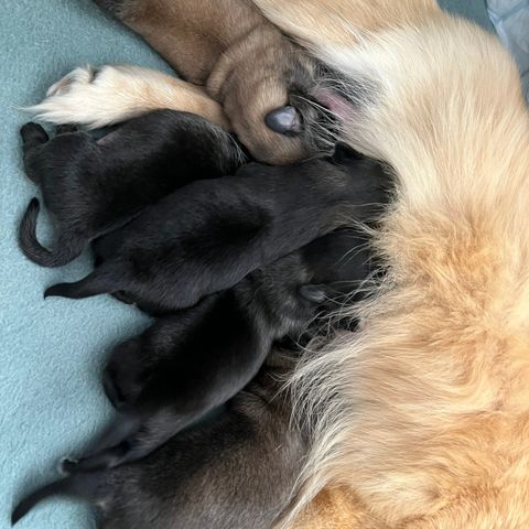 Tibetansk Spaniel valper