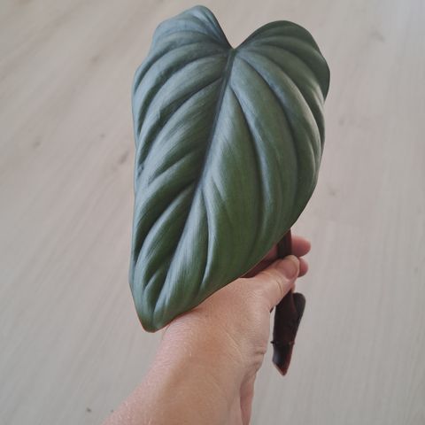 Philodendron sp Colombia/el guapo 🌱