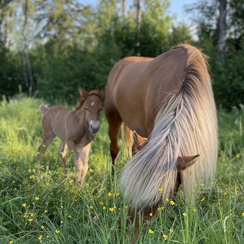 Ponni/selskapshest ønskes