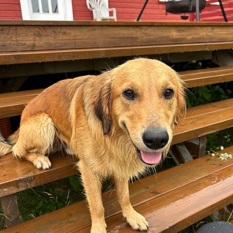 Border collie Golden Retriever blanding