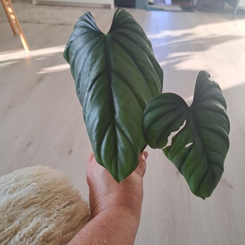 Philodendron sp Colombia/el guapo toppstikling 🌱