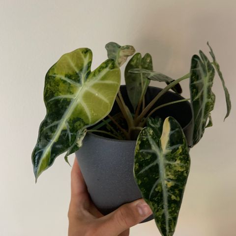 Rare Alocasia Bambino Aurea Variegata