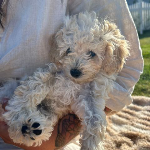 Cavapoo gutt