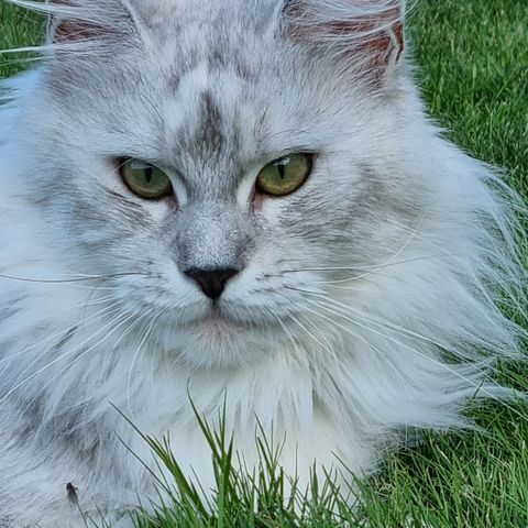 Sortsølv Maine Coon