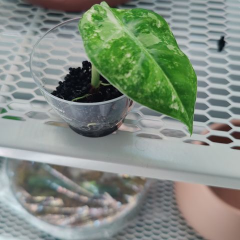 Alocasia frydek variegata