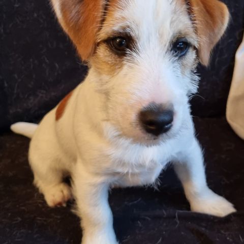 Nkk reg Jack Russell hanne