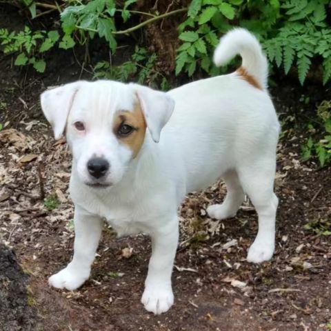 Nkk reg Jack Russell hanne