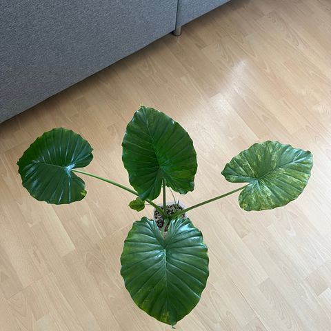 Stor Alocasia Gageana Aurea variegata