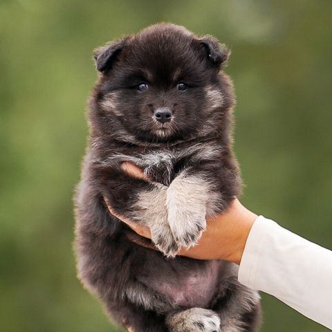 Finsk Lapphund tispe valper