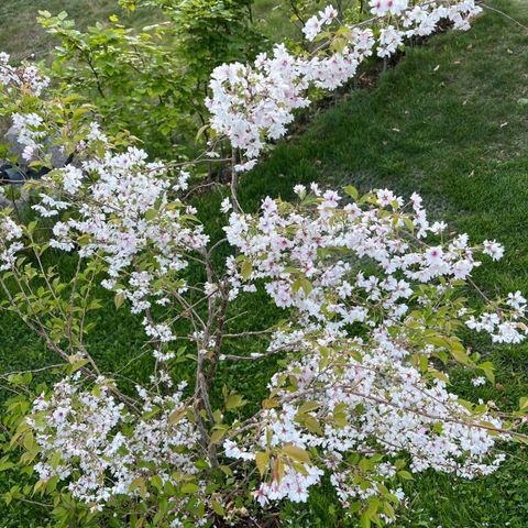 Japansk kirsebærbusk 🌸🌳