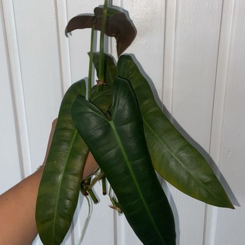 Philodendron atabopoense stiklinger