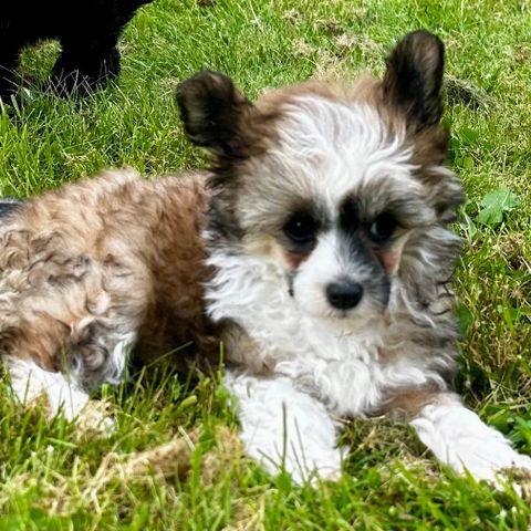 Leveringsklar Chinese Crested Powder Puff