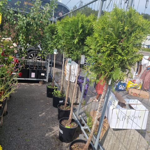 Thuja stam 1m 40