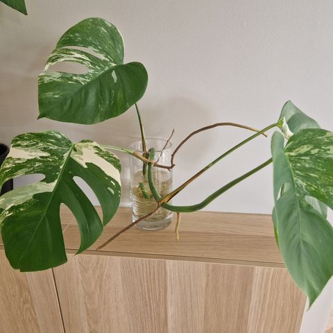 Monstera variegata stikling