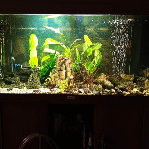 Well-Maintained 180L Juwel Aquarium with fishes, decores, cabinet & accessories