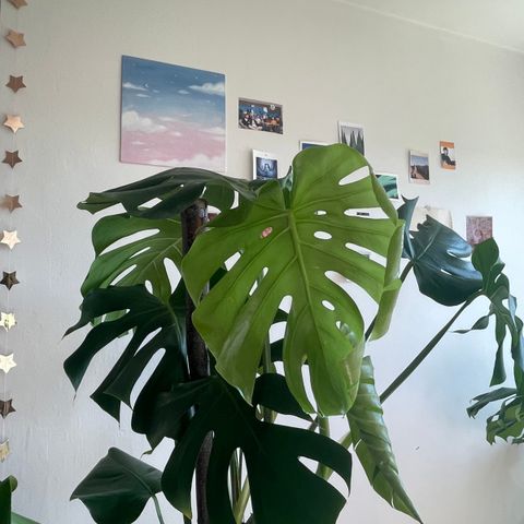 Flott Monstera