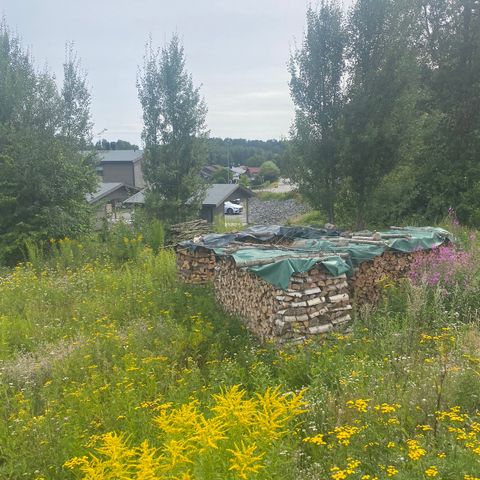 60 L. Bjørk ved til salgs. 10 sekker minimum av gangen