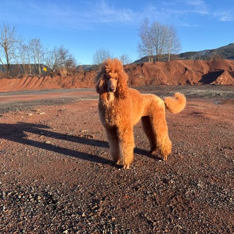 Stor puddel/ konge puddel valper ventes 🐩Røde/Apricot