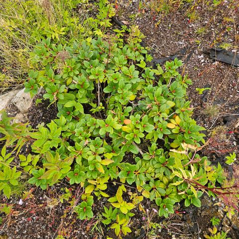 Flere små Rododendron