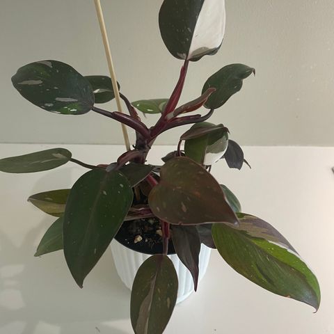 Philodendron Red Anderson