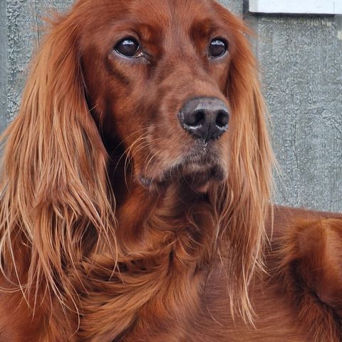 Irsk setter valper født 28.07. til salgs.