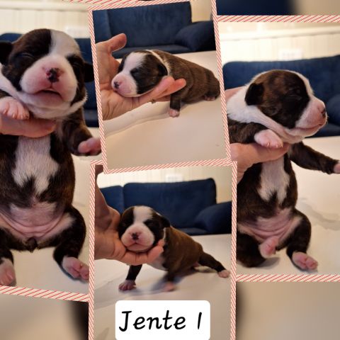 Staffordshire bull terrier valper med NKK reg. Ledig