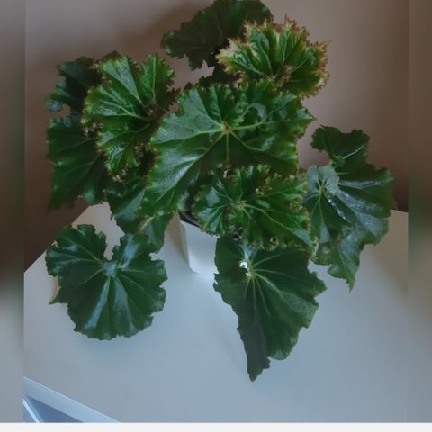 Hele planten! Begonia Manicata. Crispa. Planter .