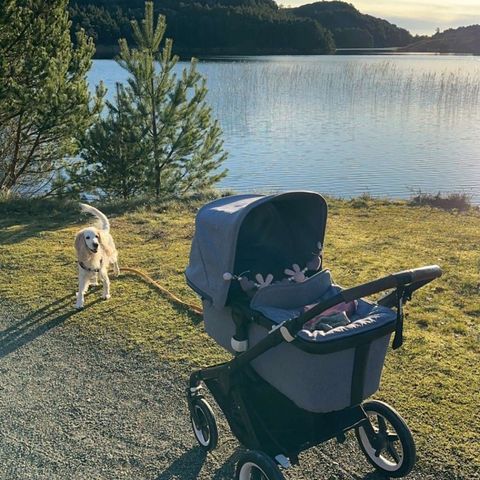 Bugaboo fox 2 med søskenbrett