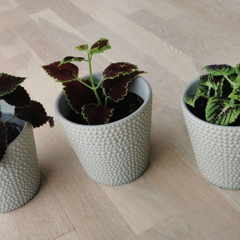 3 blomster potter med blomster