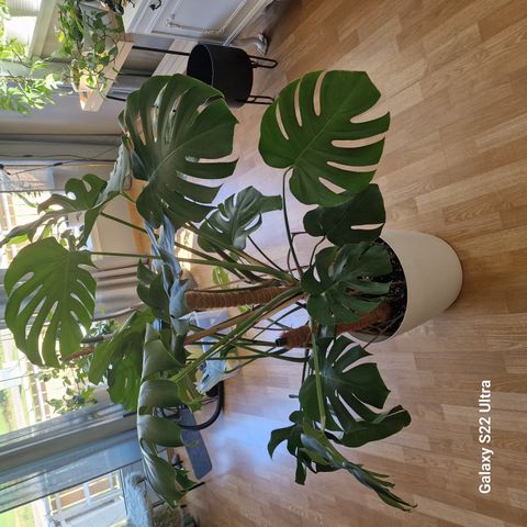 Stor Monstera Large Form