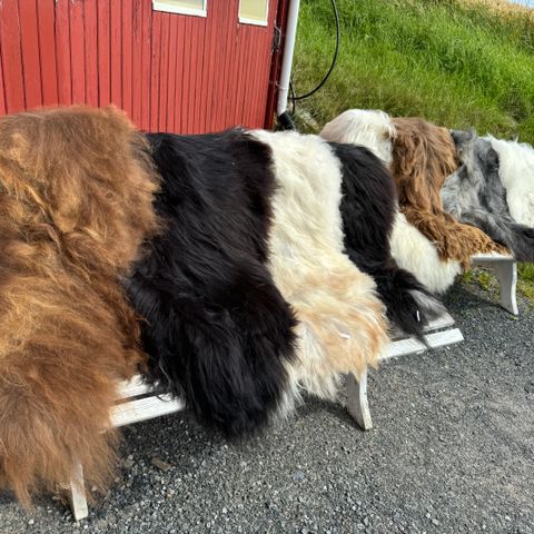 Saueskinn av Gammelnorsk spælsau