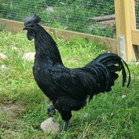 Ayam Cemani Hane