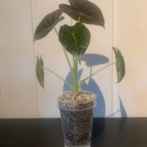 Alocasia Golden Bone