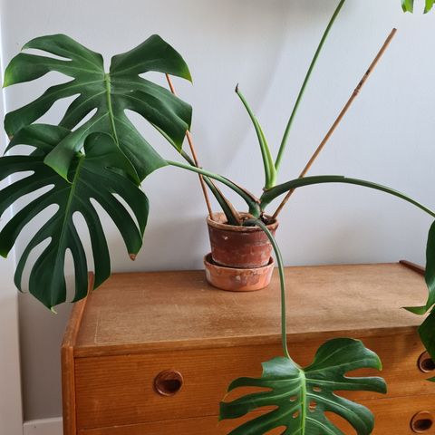 Monstera med potte