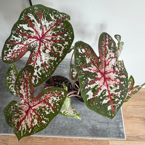 Caladium Carolin Wharton plante